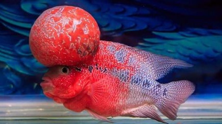 罗汉鱼饲养方法,金花罗汉鱼饲养技巧