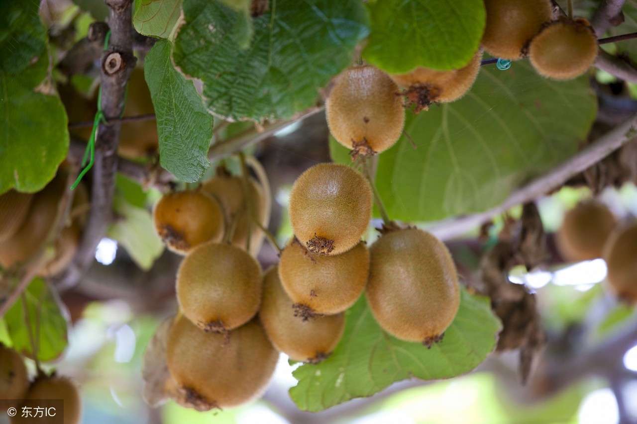 猕猴桃树伤流什么时候结束,猕猴桃伤流期发生溃疡怎么处理