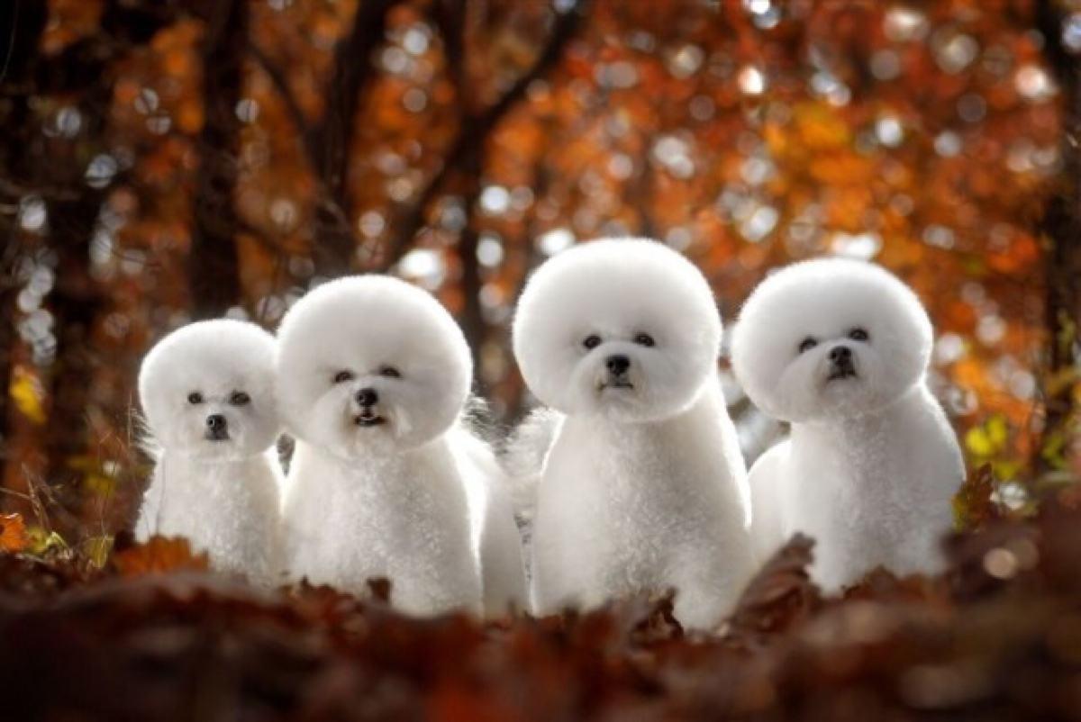 最受欢迎的前十种狗狗,最受欢迎的10种狗狗排行榜