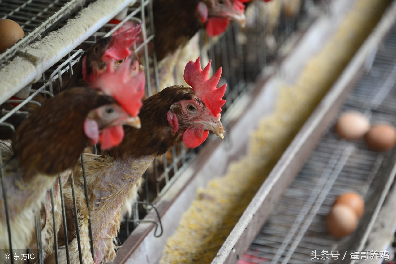 产蛋量下降如何防控,蛋鸡产蛋率下降的表现