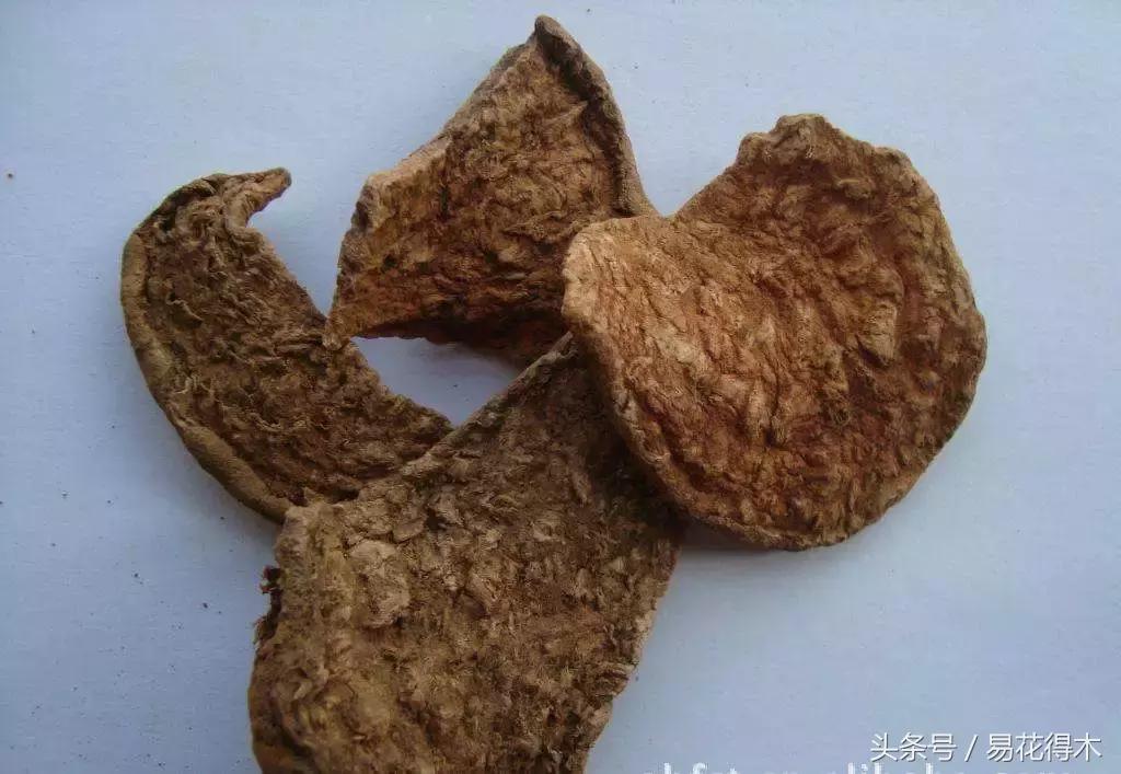 山乌龟怎么养才长得好看,山乌龟大小有区别吗怎么养