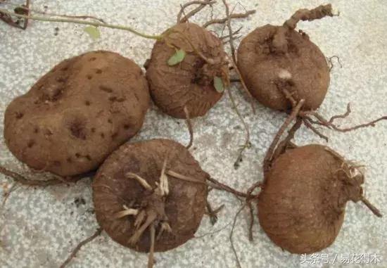 山乌龟怎么养才长得好看,山乌龟大小有区别吗怎么养