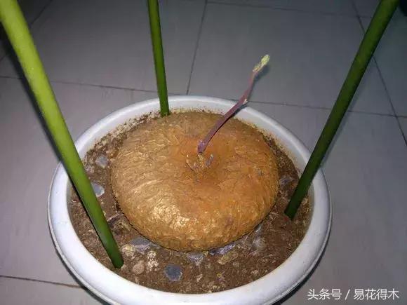 绿植山乌龟的养护方法有哪些,山乌龟的饲养方法与技巧