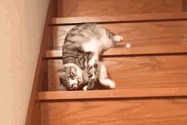 猫原来真的是液体做的,猫咪真的是用液体做的吗