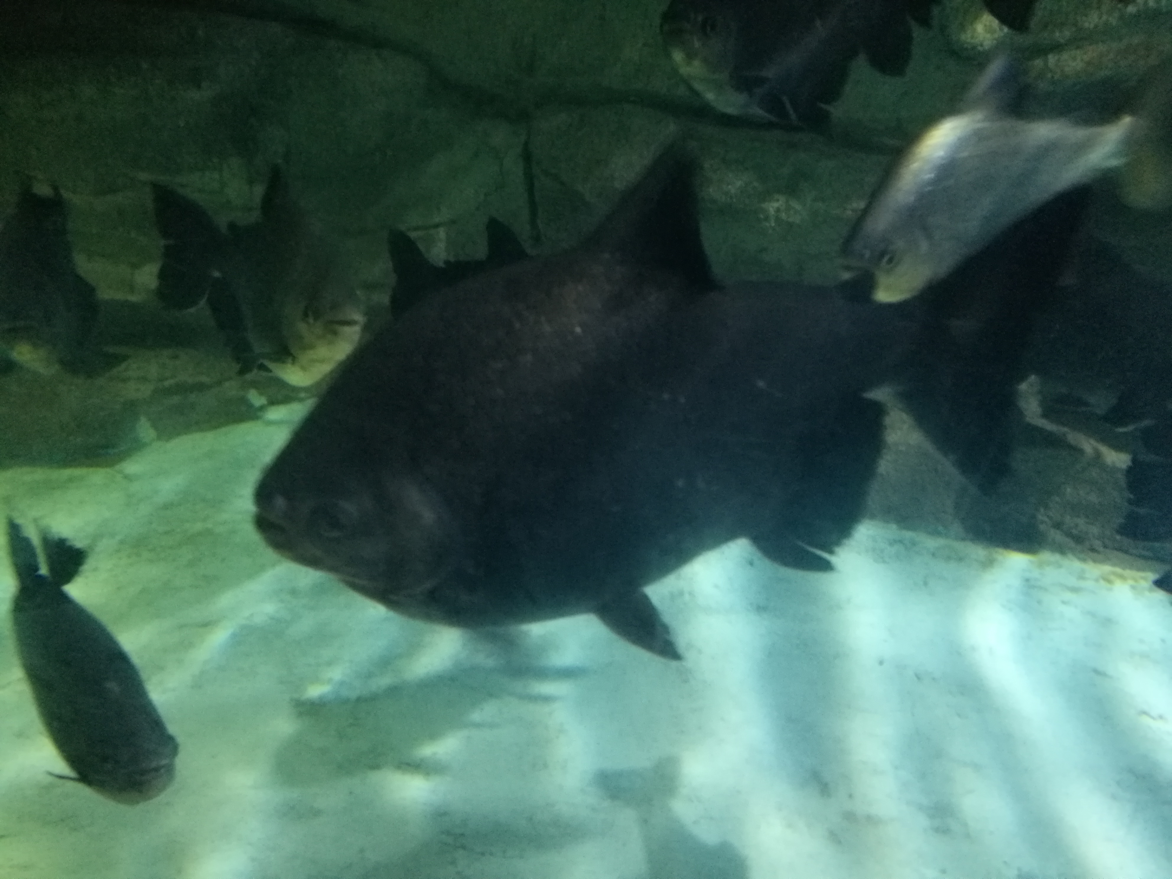 泉城海洋极地世界2018年,泉城海洋极地世界儿童的收费标准