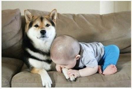 狗子遇到熊孩子怎么办,熊孩子遇到狗是什么反应