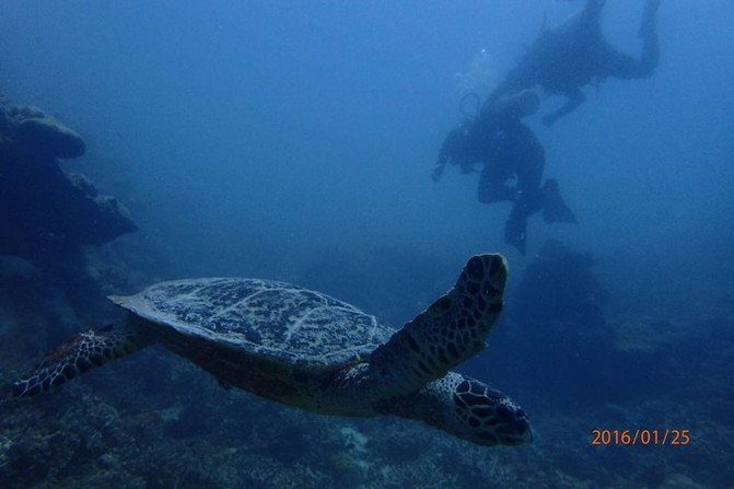 带着老人和孩子去上帝的水族馆！帕劳