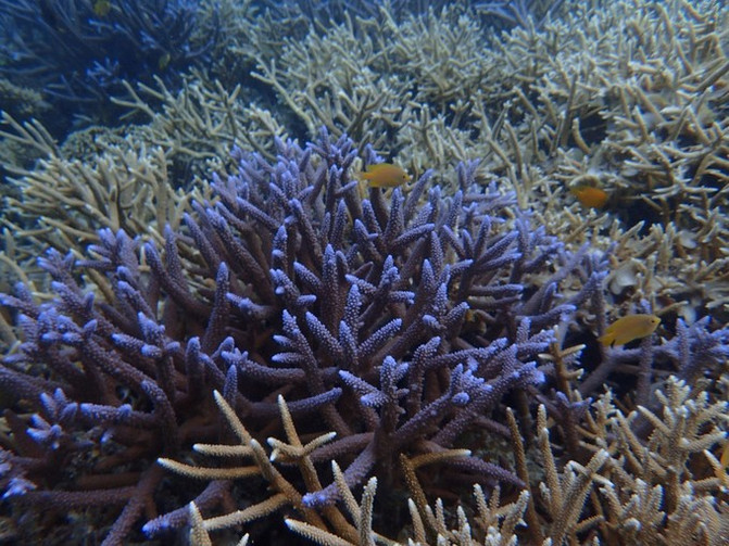 太平洋有名的海岛,太平洋岛国帕劳地理位置