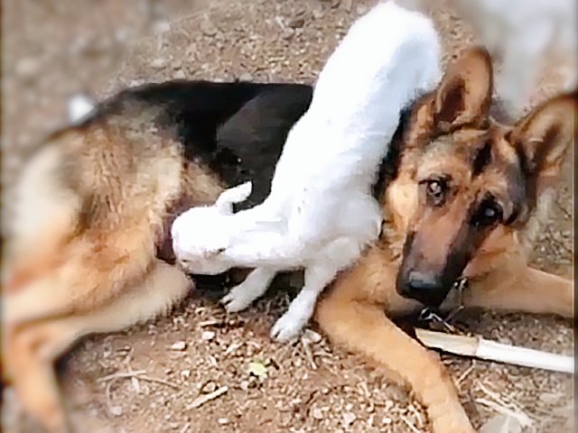 这不仅仅是一只牧羊犬，还是只会当“奶妈”的德牧