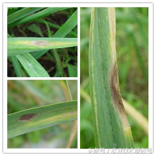 大蒜病虫害及防治办法,大蒜常见病虫害防治方案附高清图