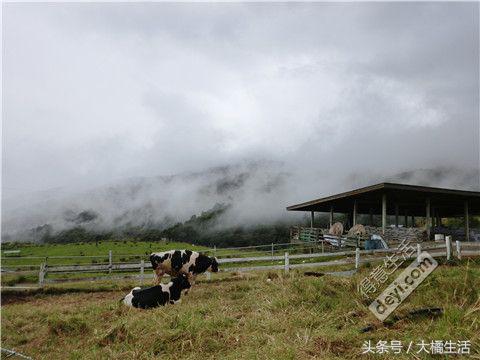 悠哉的沙巴行空气清新重要的是接机仅需1元