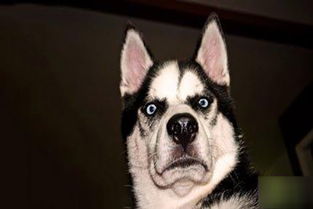 套路太深我要回农村,城市套路太深我想回农村