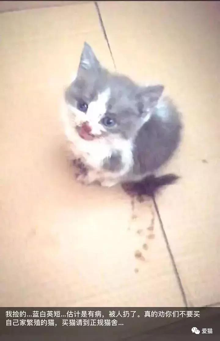 后院猫安乐死,在猫舍买的猫三天就死了