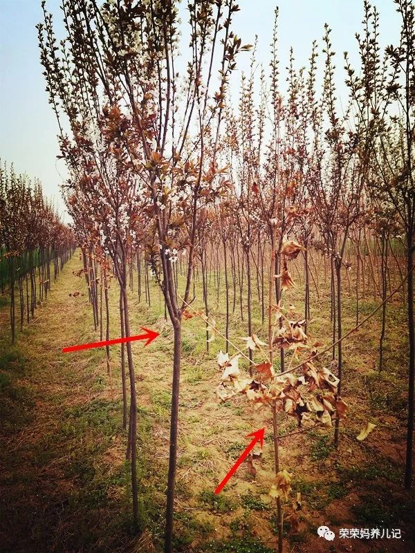 春暖花开别人出去春游,春暖花开溜娃的好地方