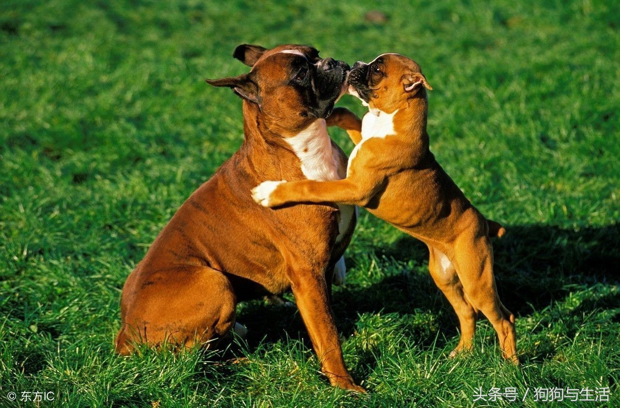 狗粮推荐排行榜前十名不掉毛,目前公认最好的狗粮排名