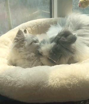 自从养了猫咪后家里开始不顺,自从养了猫家里就有了老鼠