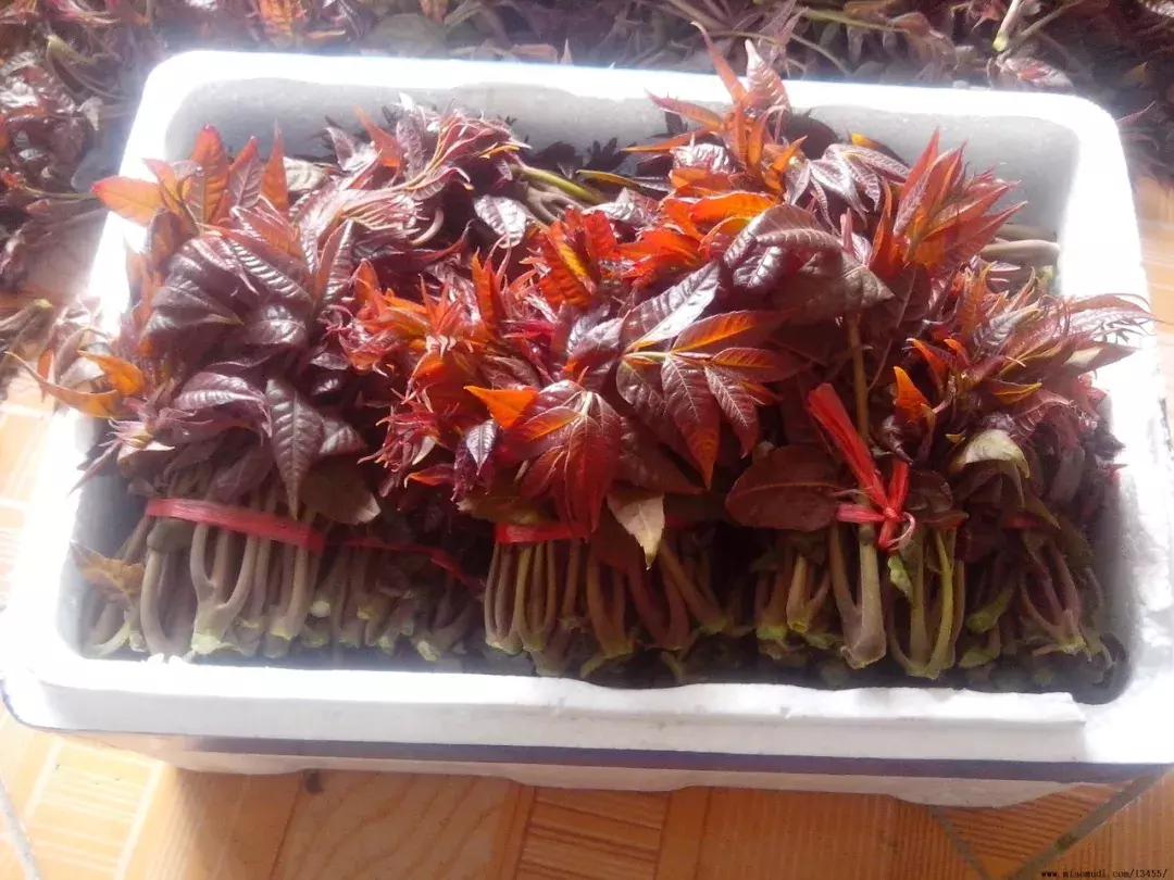 爱吃香椿的赶紧看你的做法对吗,爱吃西红柿的赶紧看千万别错过了