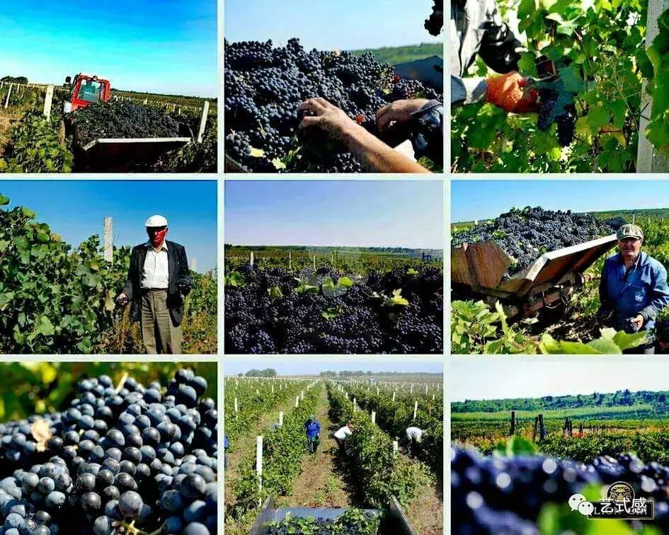 假澳洲奔富葡萄酒,你买的是不是假酒