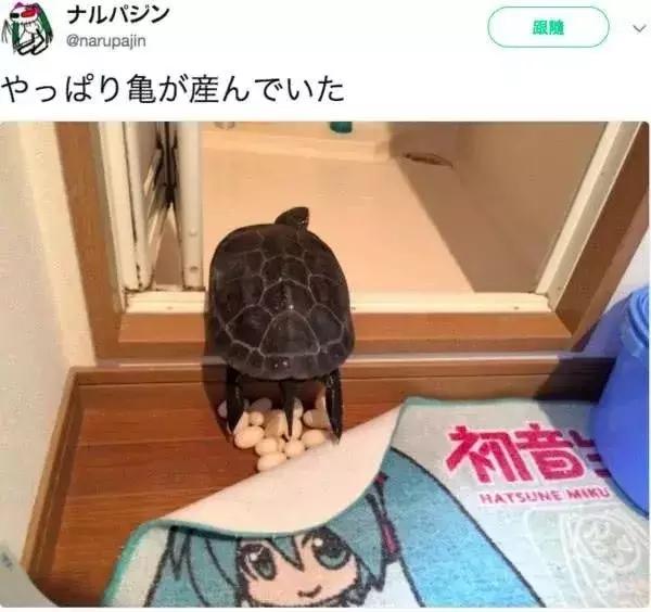 宠物龟怎么避免吃自己的蛋,宠物龟下蛋后自己吃了