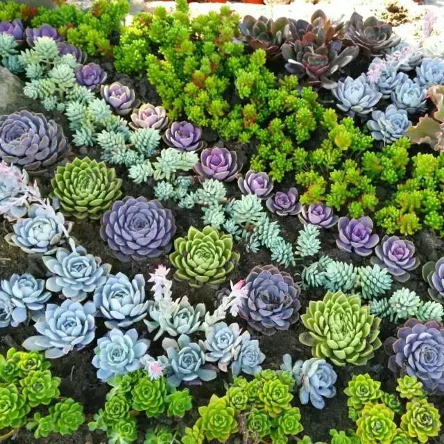 春来花自青秋至叶飘零原文解释,春来花自青秋至叶飘零出自哪里