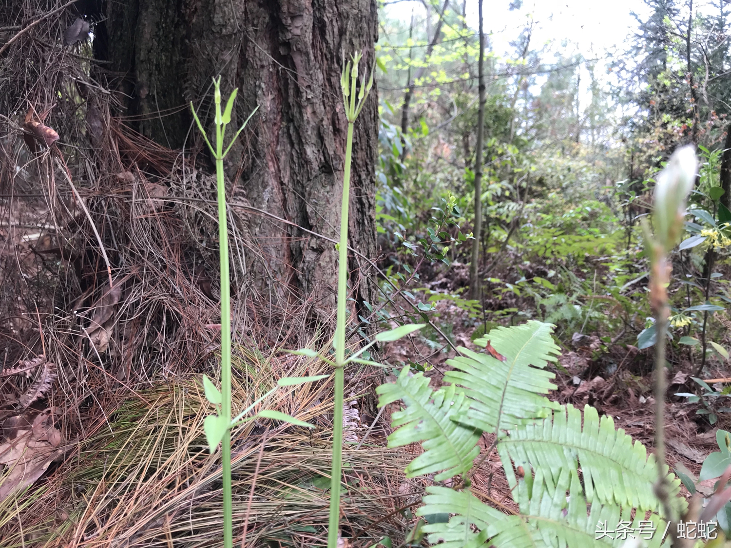 12306账号问题如何解决,求大神指导