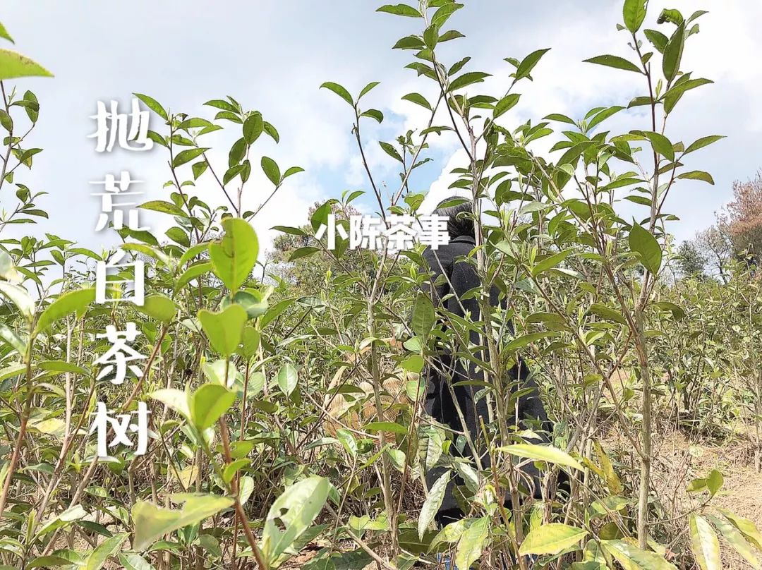 傍大师，认品牌，这些不懂茶的白茶掌柜有点“飘”了！