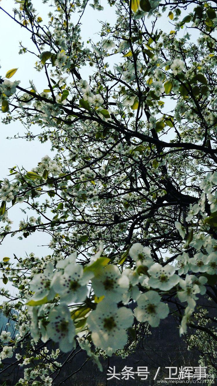 卫辉鲤鱼村道路两侧的千娇百媚……