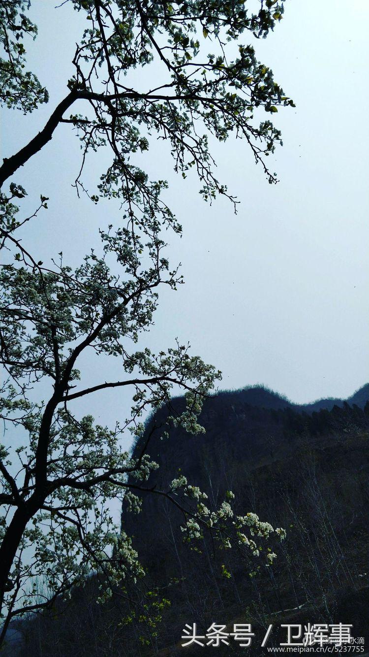 卫辉鲤鱼村道路两侧的千娇百媚……