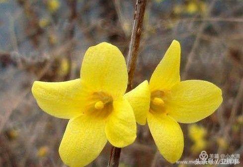 卫辉鲤鱼村道路两侧的千娇百媚……