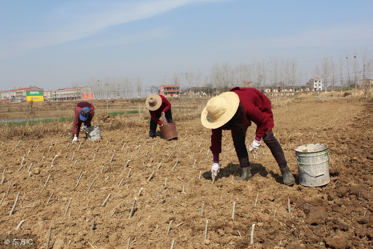 栽了几年的果树不长是什么原因呢,果树发芽后又枯萎是怎么回事