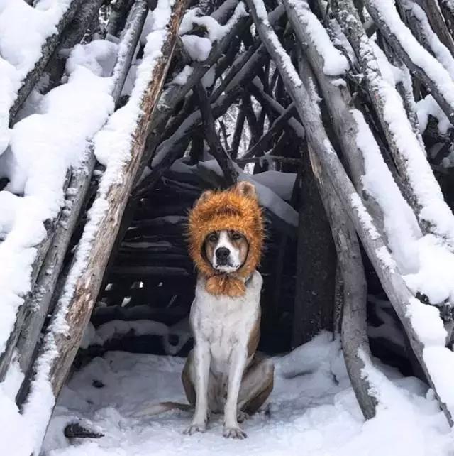 我有狗你有酒吗免费,我有狗你有酒吗