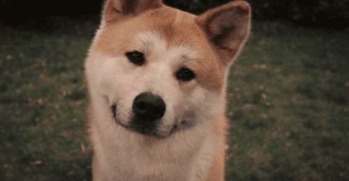 我有狗你有酒吗免费,我有狗你有酒吗