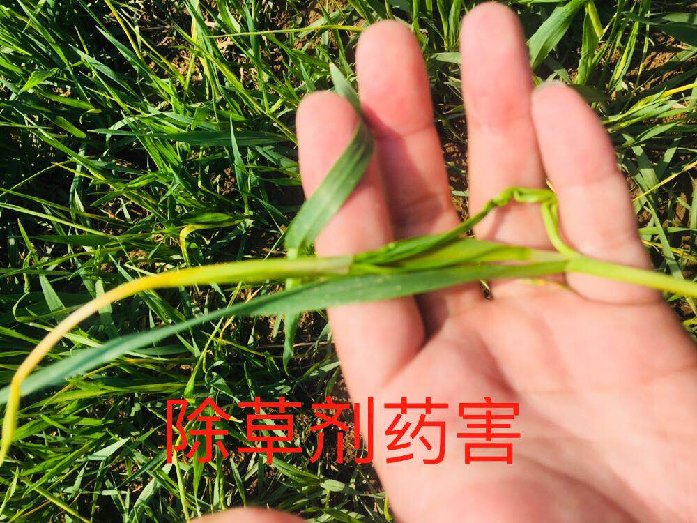 小麦除草剂药害怎么补救,小麦除草剂药害了怎么补救