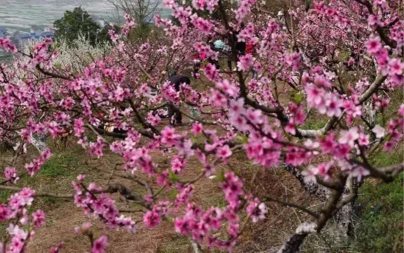 潼南赏花攻略全集,重庆赏花好去处潼南花岩梨花海