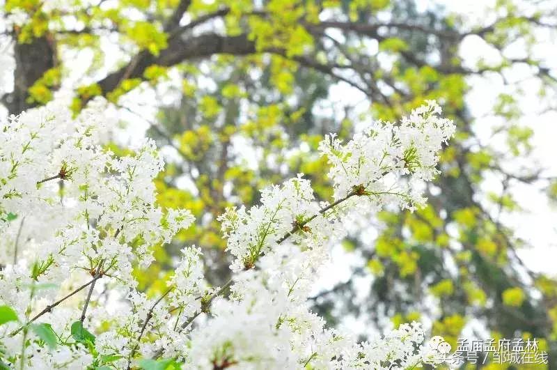 唯美中式风景,唯美花开美景图片
