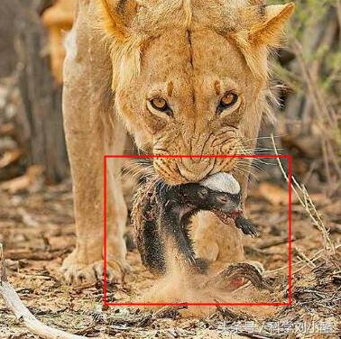 平头哥发怒起来很无敌,平头哥被激怒