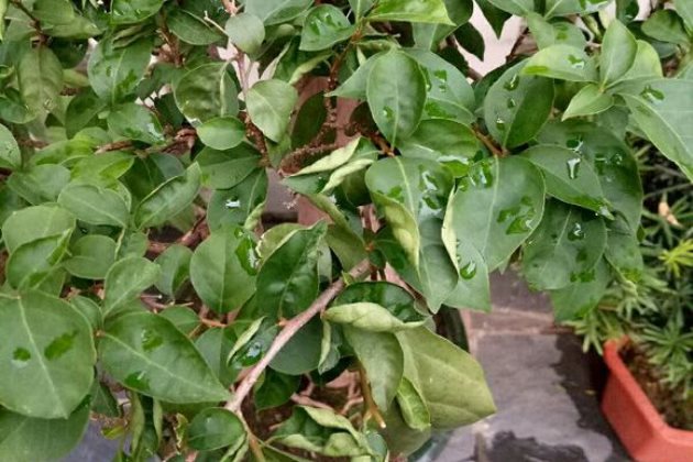 三角梅叶子卷起来怎么办,三角梅叶子变色卷曲褶皱