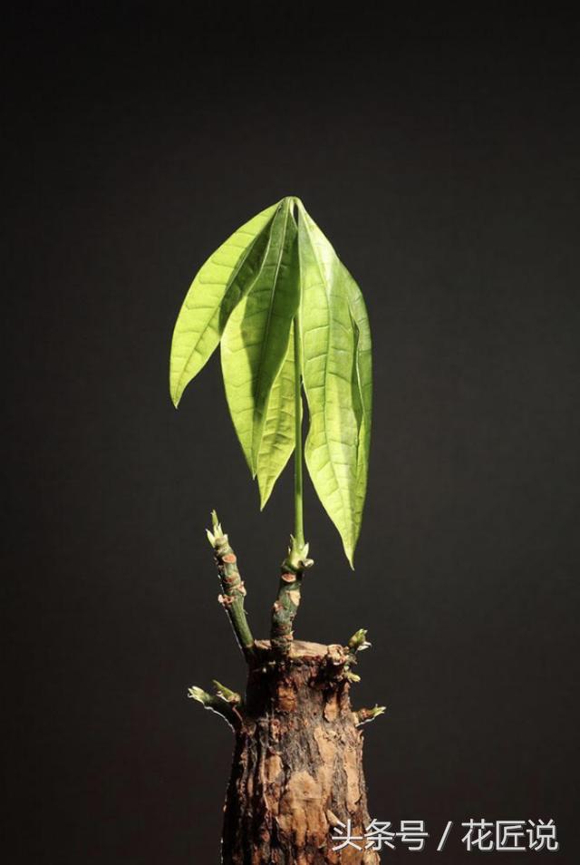 多菌灵给烂根发财树浸泡消毒配比,烂根的发财树怎样快速生根