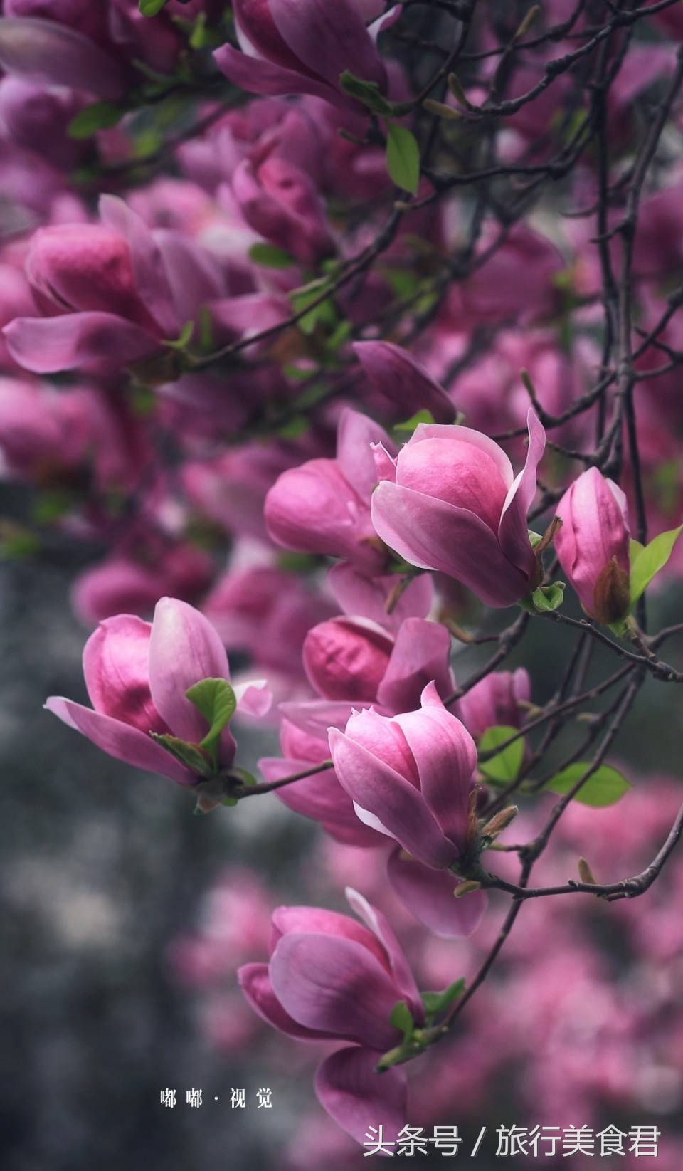 西安最美花路,西安哪条街花好看