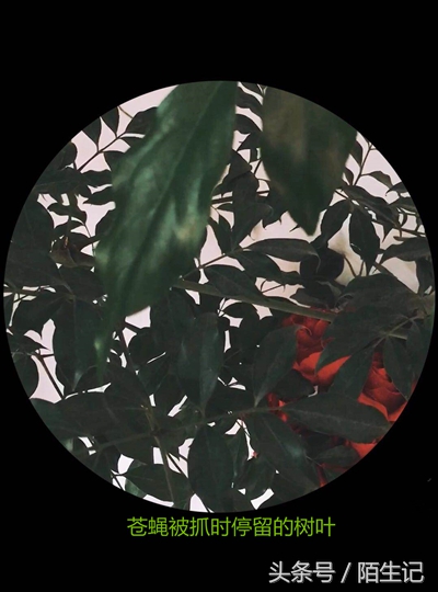 你生活中是苍蝇派还是蜜蜂派?