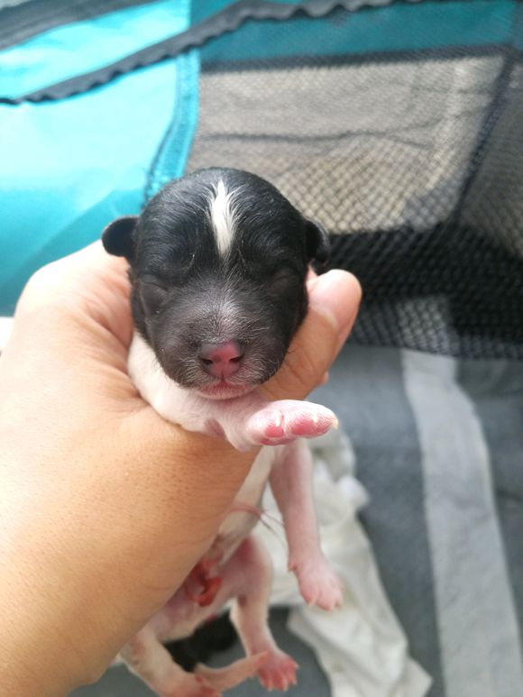 泰迪怀孕58天突然肚子变小,泰迪狗狗怀孕临产怎么安慰它