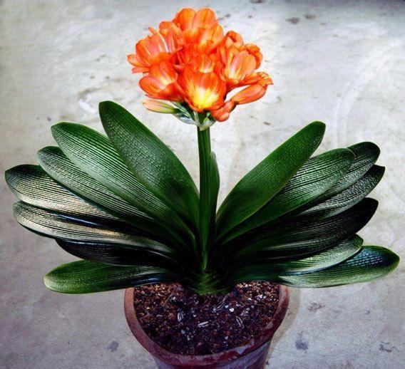 养君子兰注意此5点,养君子兰记住4点