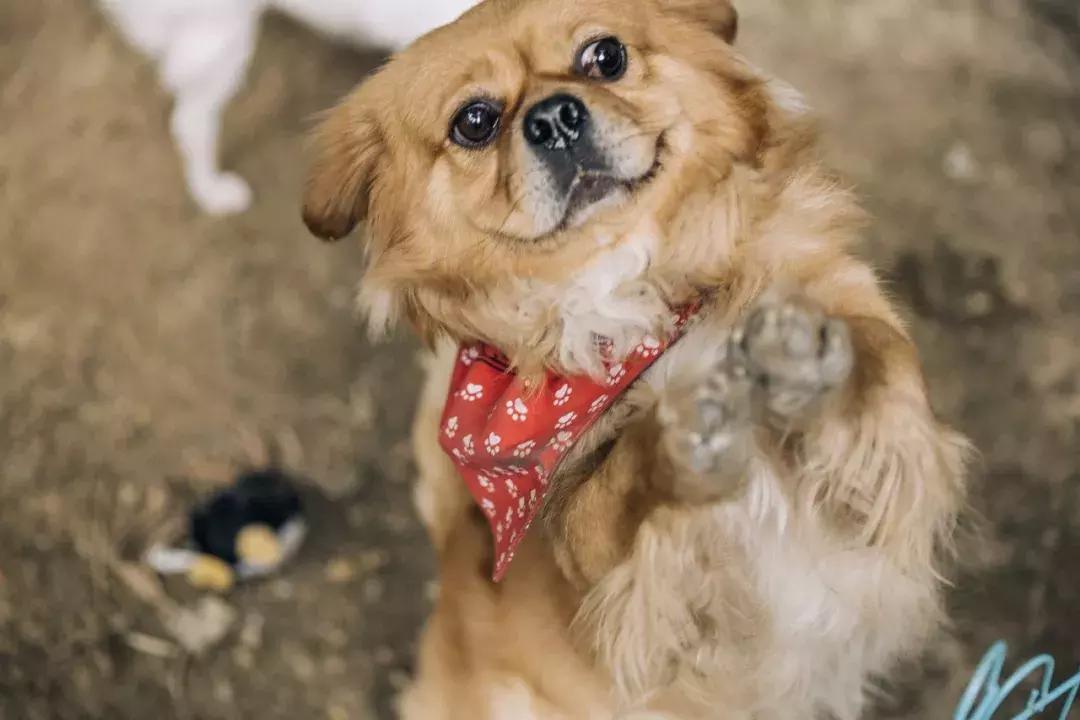 成都宠物殡葬师体验,宠物殡葬全过程家人哭了