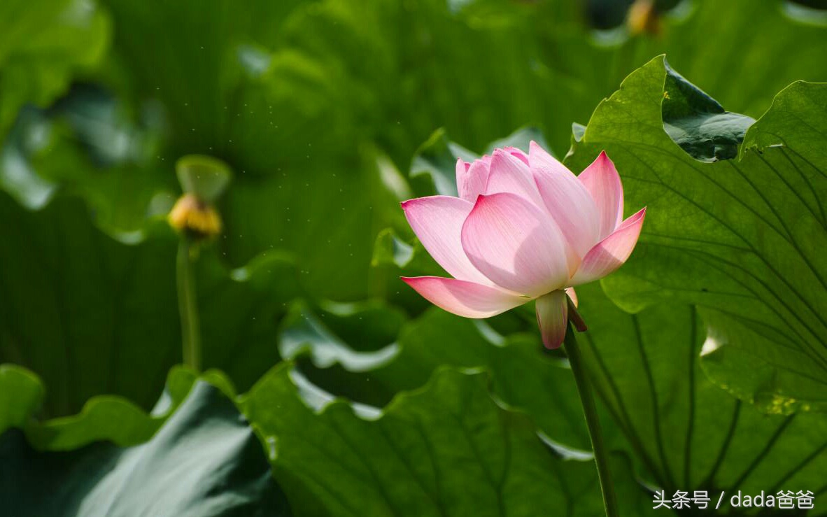 赞美荷花出淤泥而不染的古诗,赞美荷花出淤泥而不染特点的文章