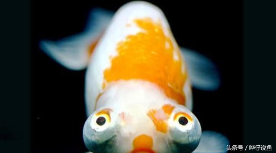 金鱼为啥养一年多死了,金鱼为什么活的时间很少