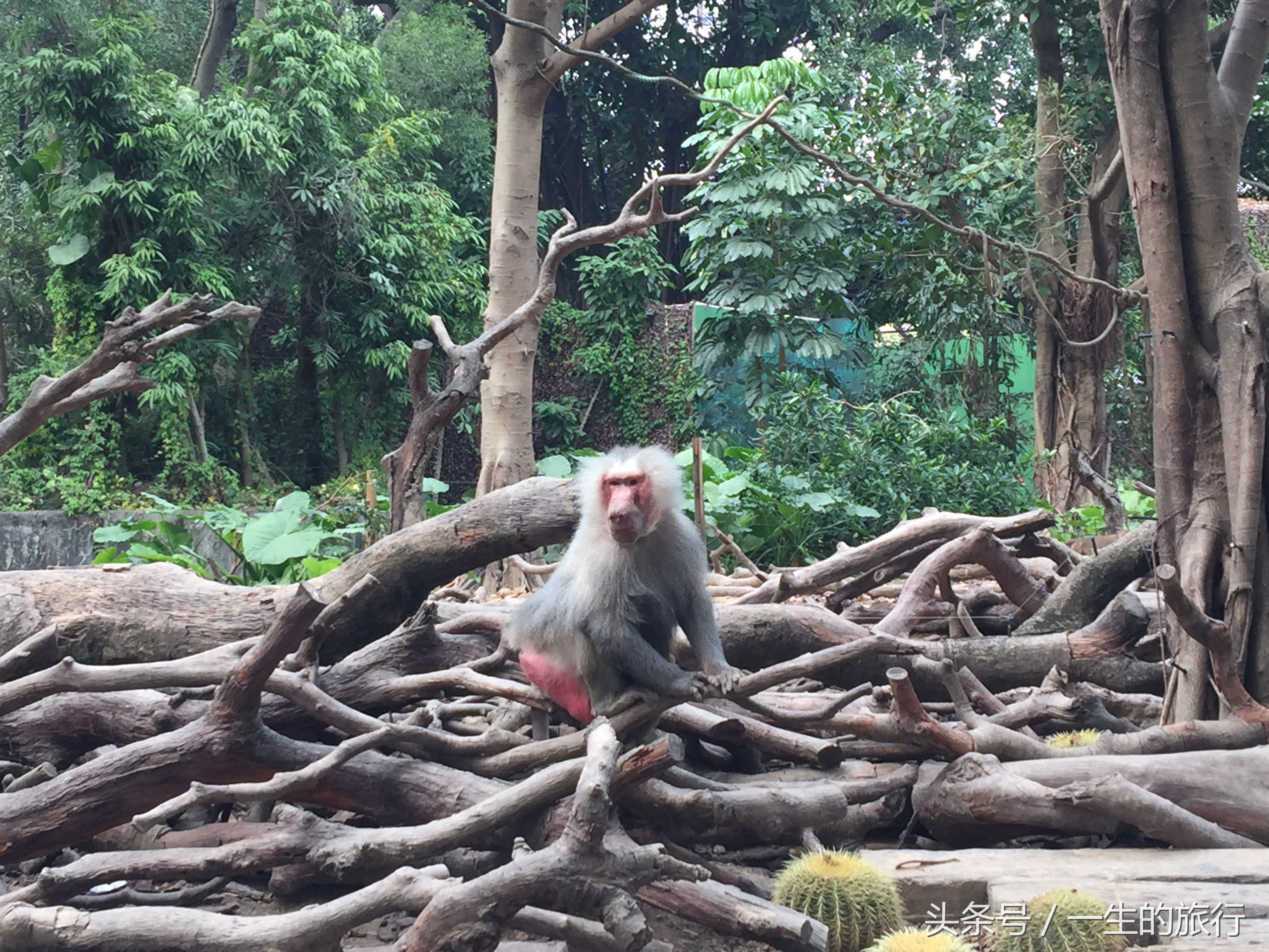 世界上真的有最大的动物园吗,二十元门票的动物园真的很实惠