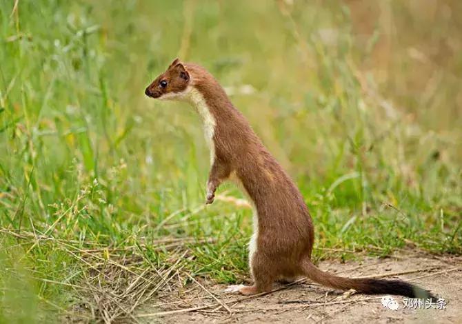 邓州的风土人情,乡土乡情邓州