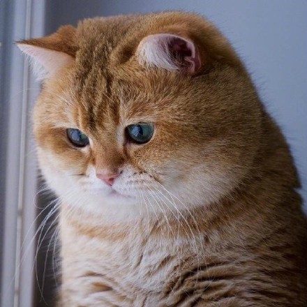 猫舍猫癣防治,猫癣猫要保持卫生吗