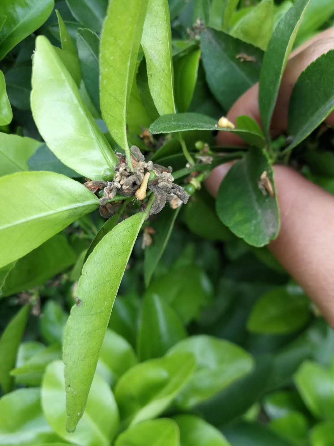 怎么防治柑橘灰霉病,柑橘灰霉病防治有诀窍