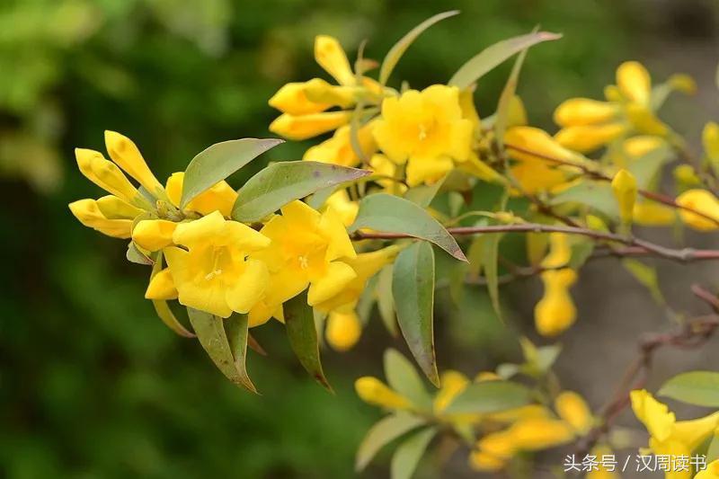 毒药中的泥石流什么鸩毒鹤顶红断肠草在它面前都弱爆了